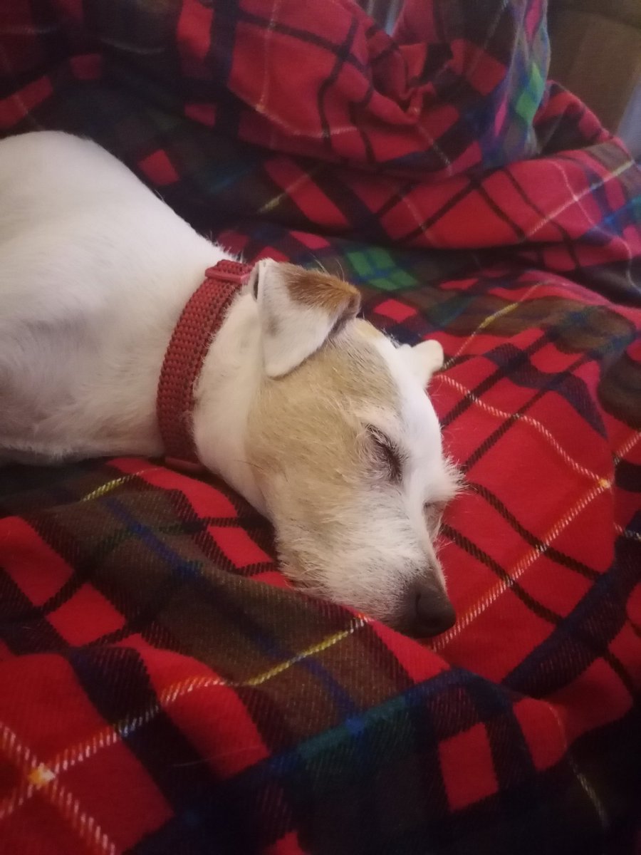 De hoomum has been in de ozpital and I az waited awl day on de bottom stair so now she iz ome I iz vewy vewy sweepy! 🐾
#dogsoftwitter #sleepydog