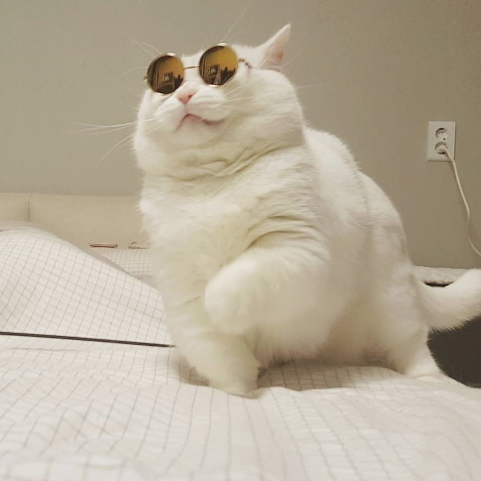 Jon Walker as cats: a very important thread