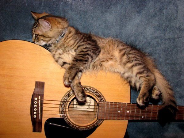 Jon Walker as cats: a very important thread