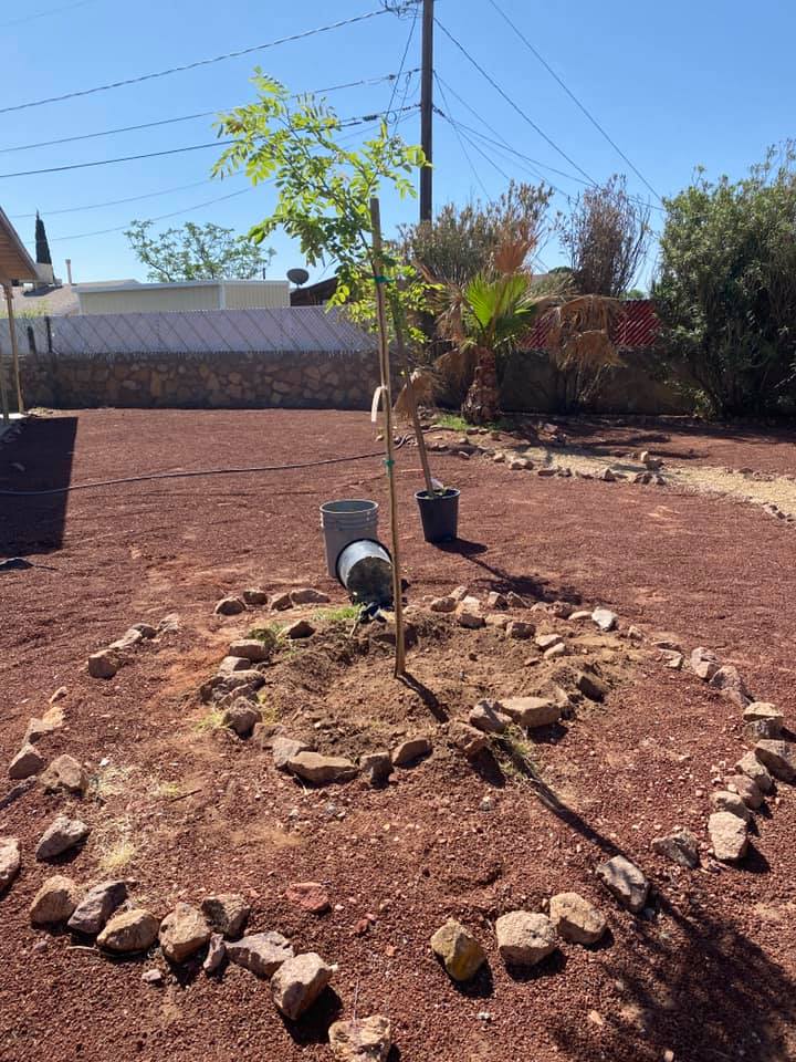 Our 1st #tree planting event of the day is complete and our 2nd event starts at 2pm at the Don Haskins Dog Park.
Thank you so much to Susan Driscoll and her team at the El Paso Downtown Lions Club for the donation of 30 #trees to our #MillionTreesElPaso program!  🌲🌳☀️