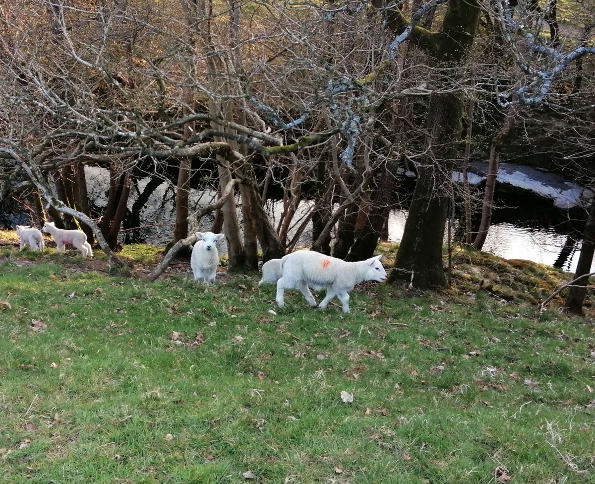 Hike1000miles's tweet photo. Isorunclub 45, nice run ππ»π perfect weather π
#cumbria #cumbriaRun #nature #river #lambs #littlelamb #riverrun #LakeDistrict #notjustlakes #runningchallenge #cr_uk #getoffthechair #UKRunChat #247running #PolarVantageV https://t.co/RAIdRB4rRy