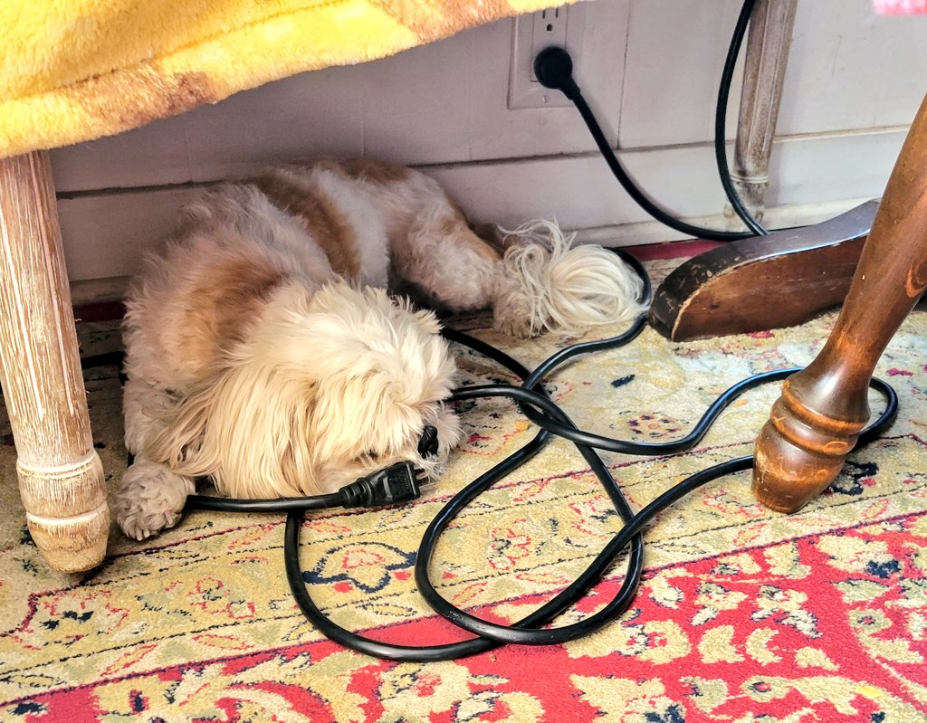 MsHoney_Bear's tweet photo. Following @CHIPTheShihTzu's #ChipTip ...snuggle up to a 🔌 safe & sound 🙀⚡🌟 https://t.co/Ghzno7G7lC