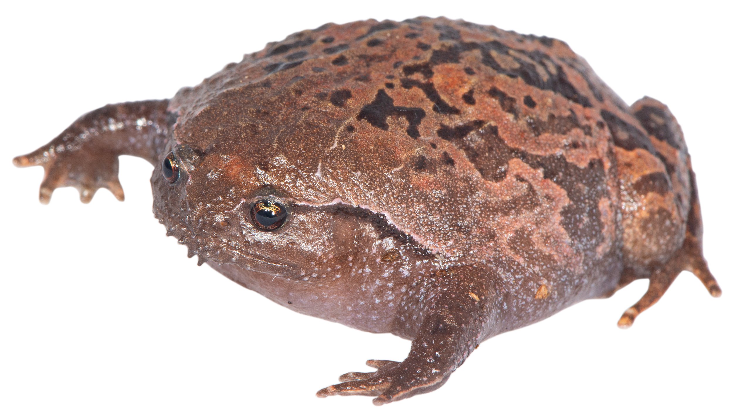 Meet 10 of the World's Most Adorable Frogs