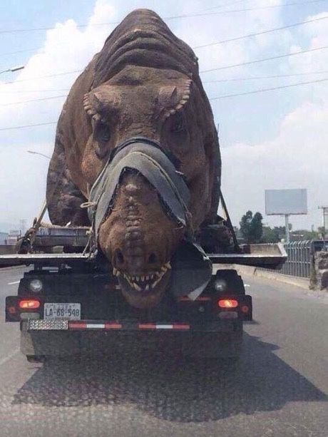CauseWereGuys's tweet photo. Please say no to animal cruelty. This just break my heart.. https://t.co/JvmDzYlQbs