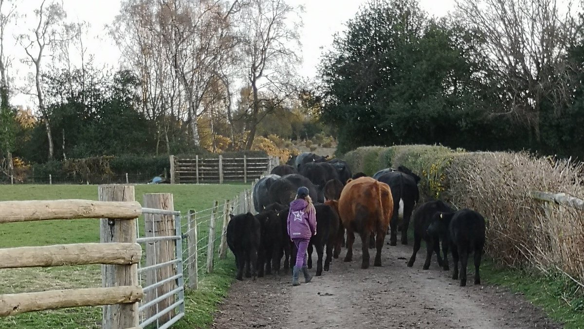 Walking the cows out...
#NewForest
#commoning