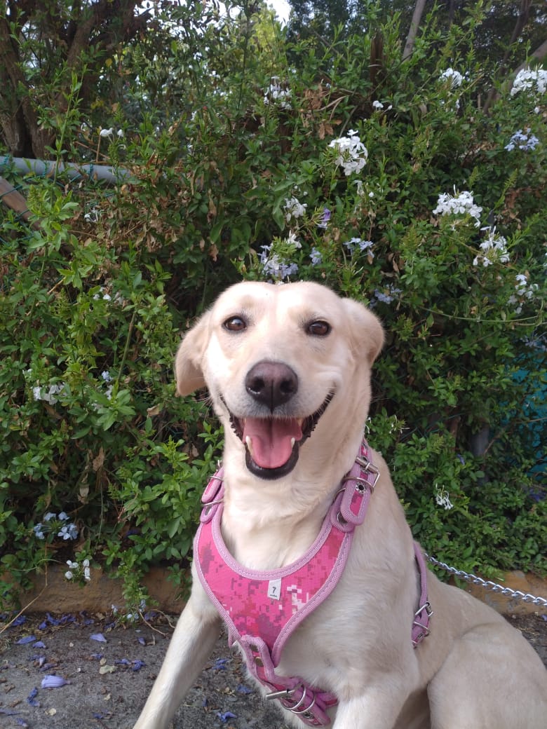 oportunican's tweet photo. VALIENTE❤️ Está preciosura está en adopción. Ella es talla mediana/grande.Desparasitada,vacunada y esterilizada.El camino de Valiente ha sido complicado. Si recuerdan, ella fue encontrada junto a sus 4 cachorritas.Tenía su patita muy lastimada y tuvo que ser amputada ❤️ https://t.co/Kbma3yvMek