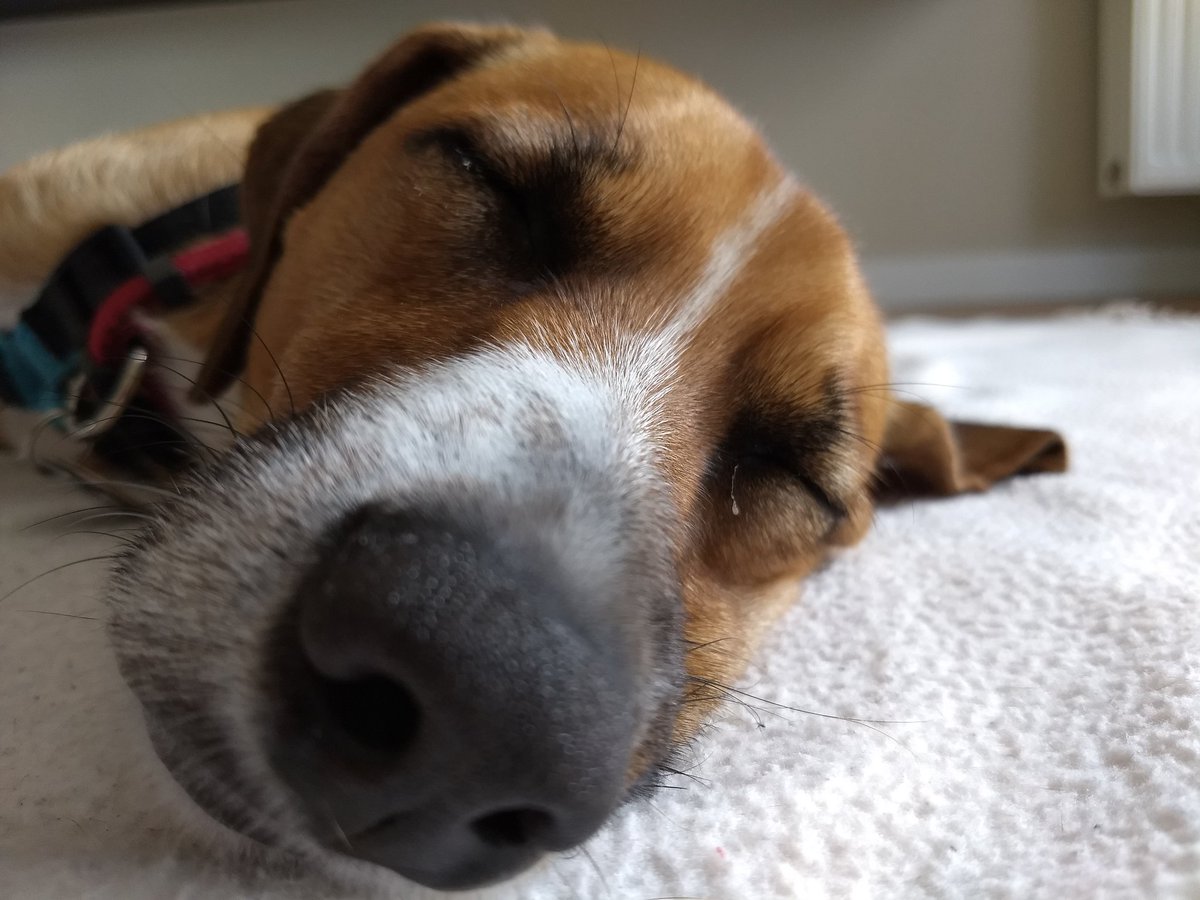 Buffmaster3's tweet image. Den Seinen gibt's der Herr im Schlaf...