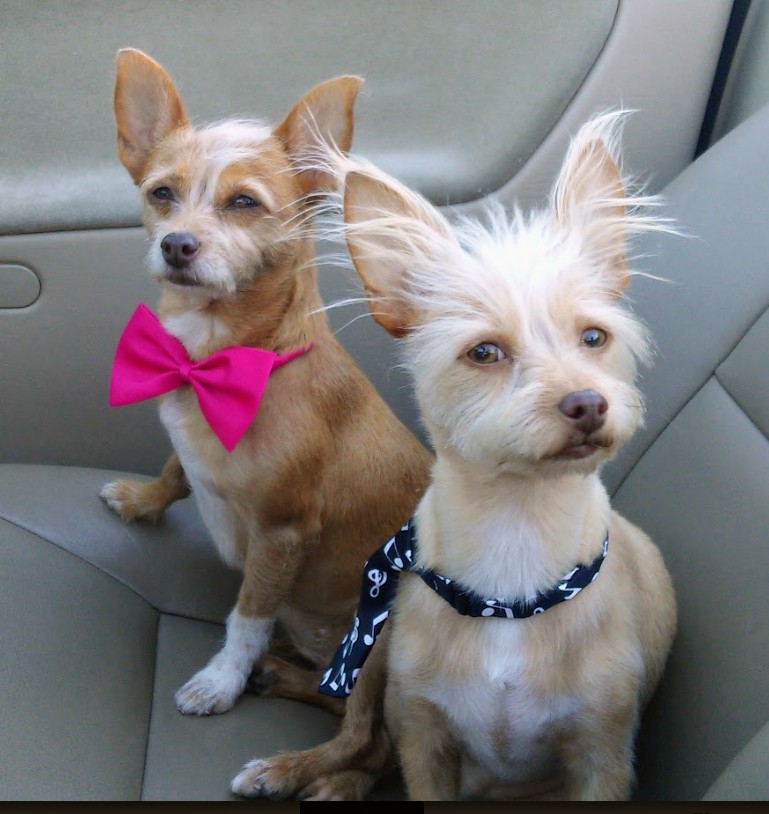 2021 just got a whole lot better with the news that Tiki and Buddy are releasing their debut album "Are We There Yet?" 

📸: <a href="/gsanta27/">Gabriella S.</a>