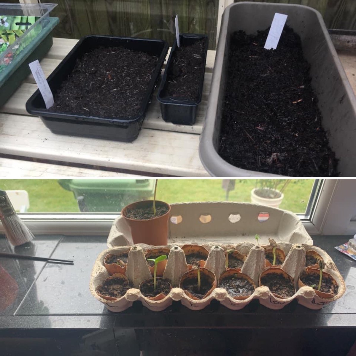 BHT_Sunflowers's tweet photo. They’ve planted in Gomshall and have seedlings in West Byfleet. Keep an eye on the competition between these two. They’ve been friends for 20 years, and though they are warm, generous and lovely people I’ve ever met, I’m not sure I’d want to arm-wrestle either of them. #ruthless https://t.co/0OjlnUiDNz