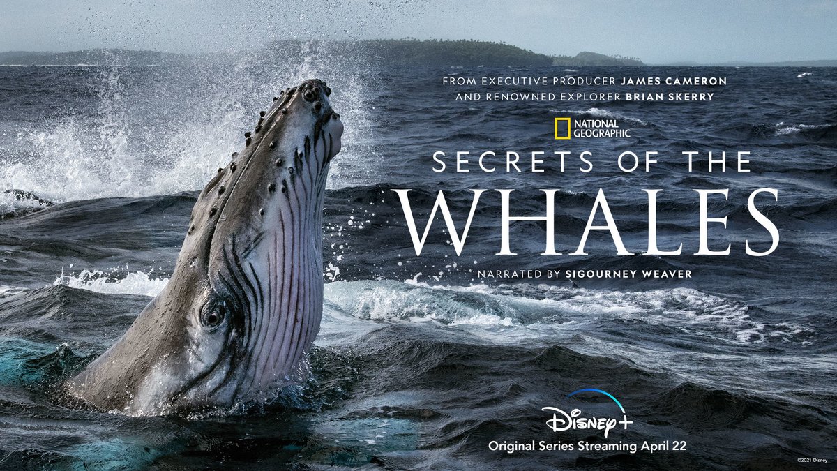 We are so excited for <a href="/NatGeo/">National Geographic</a>'s epic series "Secrets of the Whales" coming out on @disneyplus on April 22nd! But want to see it earlier? We are giving away 15 tickets to the exclusive virtual pre-screening on April 18th! 🐋
Enter here - bit.ly/3uCFl7P