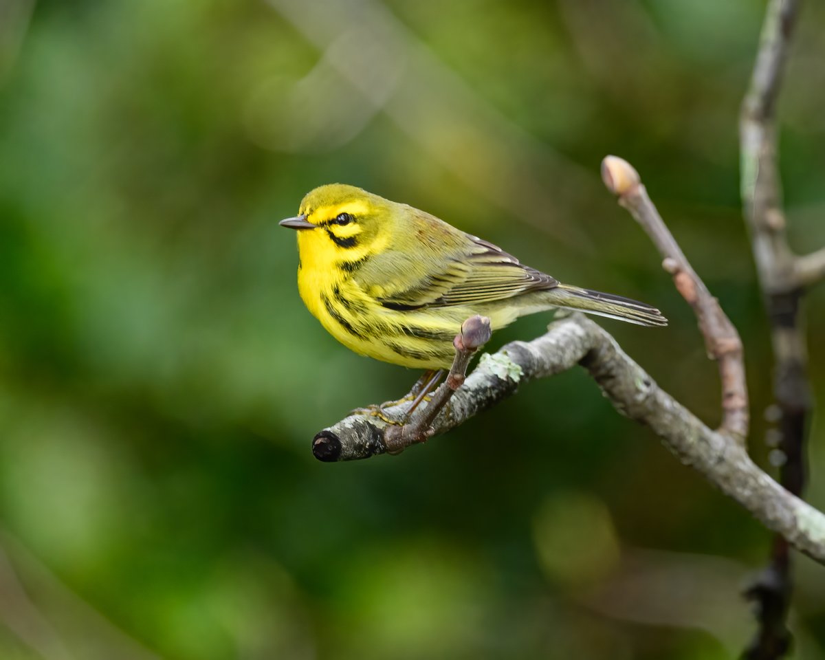 I've photographed a prairie warbler before, but never in my own backyard!