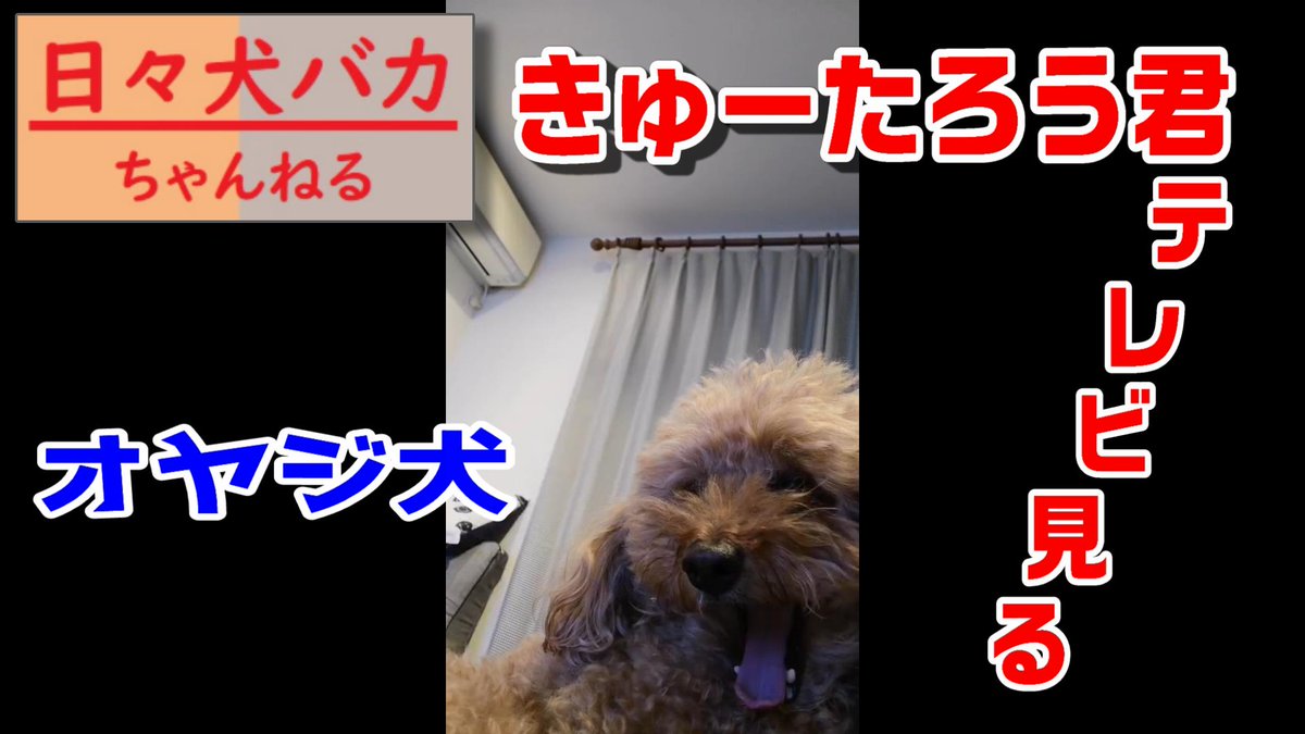 日々犬バカ On Twitter Youtubeアップ 日々犬バカ おじさん犬 テレビを見るトイプードル きゅーたろう君 Https T Co 2wxmd2upgd おっさんのようにテレビみる きゅーたろう君 おっさん犬 トイプードル 犬好き トイプードル イッヌ 犬だね イッヌ