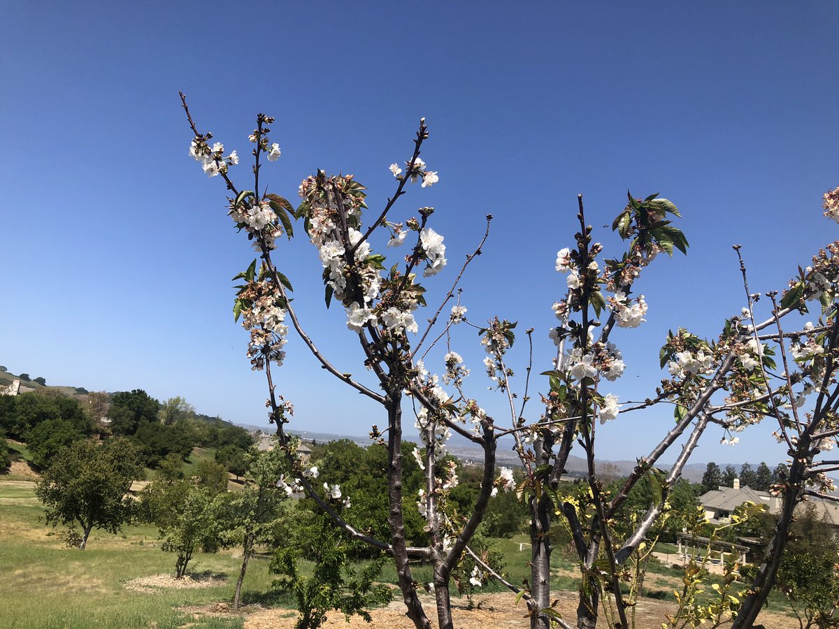RubyAgronomy's tweet image. Vegtable garden planted this week. Plum, cherry and peach trees are blooming. Looking forward to a bountiful harvest this summer