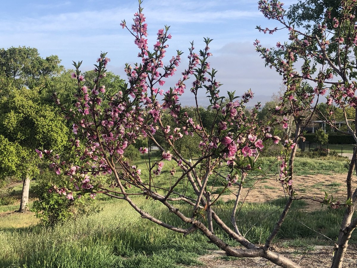 RubyAgronomy's tweet image. Vegtable garden planted this week. Plum, cherry and peach trees are blooming. Looking forward to a bountiful harvest this summer