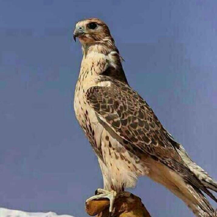 ABNR1S's tweet photo. تعالوا انضموا الي > دعنا نحتفل #BIGOLIVE  https://t.co/3k7oMIym7t https://t.co/t1fjHxHtgD