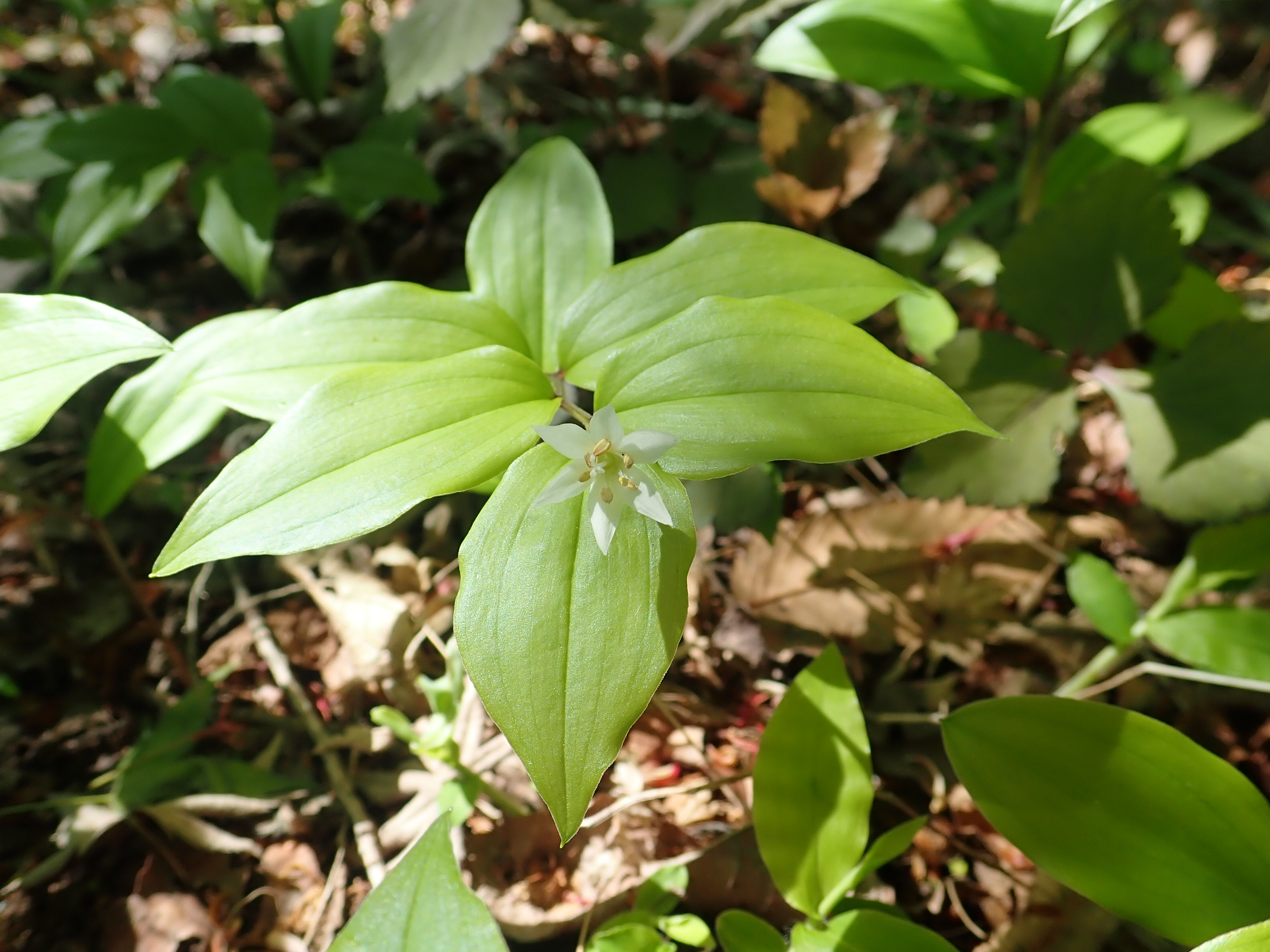 Twitter 上的 神代植物公園 ニュース スタッフより 園芸係 山野草園でチゴユリが咲いています チゴユリは イヌサフラン科チゴユリ属の植物で本州 四国 九州の山野の林内に生える多年草 春に小さな白色の花を1 2個斜め下向きに咲かせます 小さくて目立ち