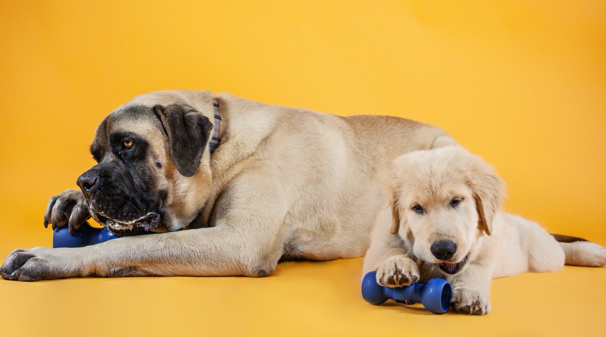 Got a big dog? Check out the Bully Buddy from <a href="/bowwowlabs/">Bow Wow Labs</a> keep your pet safe from choking hazards