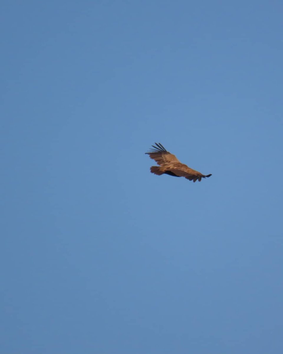 Numenius_tours's tweet photo. Mañana nueva salida de #birdingfamiliar con @SEO_BirdLife/BirdLife en el Azud de #Tuéjar, uno de los mejores rincones para observar aves de @VISITaltoturia
Gracias a @vikingoptical nuestr@s clientes pueden disfrutrar de prismáticos para vivir intensamente la experiencia. https://t.co/mKVXhAFviX
