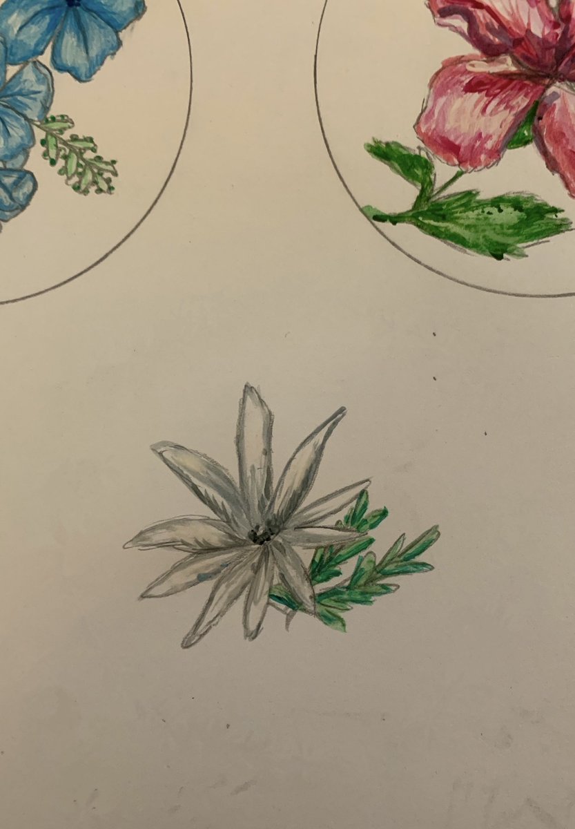 The national flower of Philippine’s scientifically known as jasmine sambac #Philippines #forest