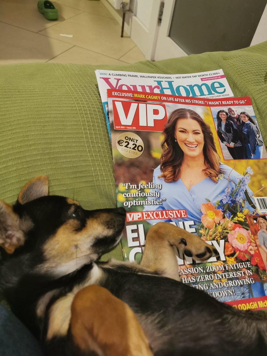 amtoomey's tweet image. @_niamhdev_ Rufus is enjoying the new issue of @VIPmagaz. I think he's a fan of @ElaineCrowley, she got herself a little lick 😉 #vipmagazine #rufus #rufusfoley