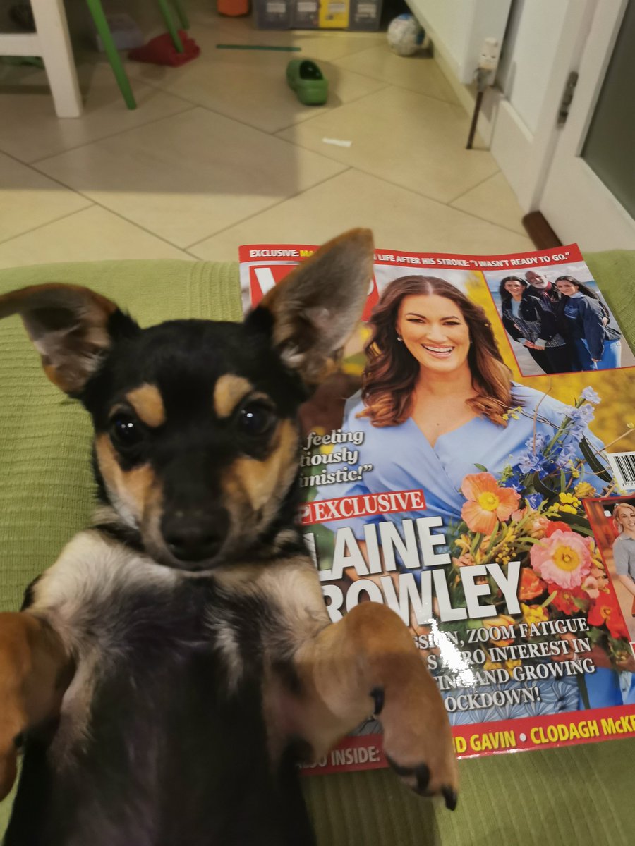 amtoomey's tweet image. @_niamhdev_ Rufus is enjoying the new issue of @VIPmagaz. I think he's a fan of @ElaineCrowley, she got herself a little lick 😉 #vipmagazine #rufus #rufusfoley