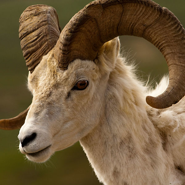 Ram (@ramhourly) on Twitter photo 