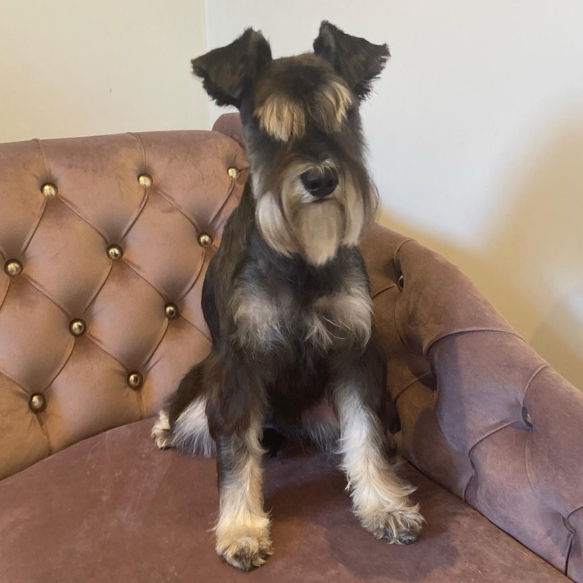 Dogs On Point tweet media