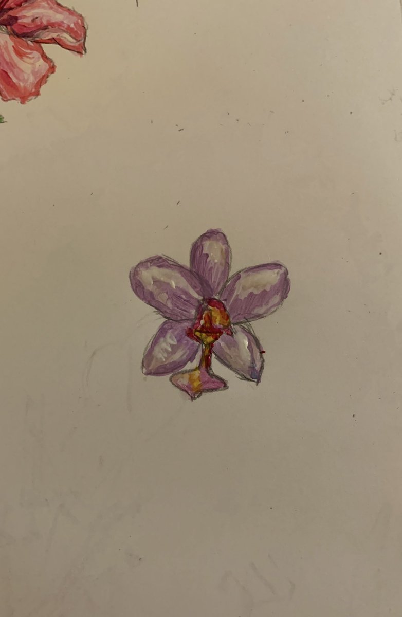 Philippine ground orchids 🤍#forest #Philippines #flowers