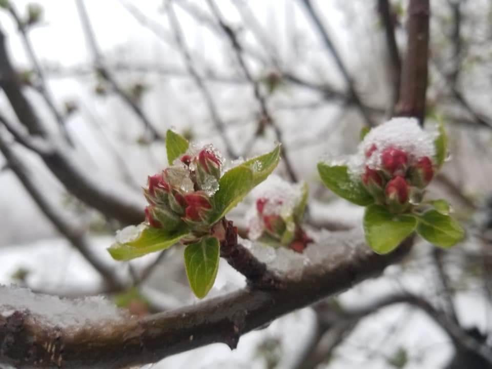 All Things Hunza (@allthingshunza) on Twitter photo Spring meets winter in the Hunza Valley! Have you seen snowfall in April before?
Photos by <a href="/Mondigital3/">Farman Karim Baig</a>
#hunza #hunzavalley #gojal #gulmit ##gilgitbaltistan #spectacularpakistan #travelpakistan #beautifulpakistan #incrediblegilgitbaltistan #visitgilgitbaltistan #snow #spring Spring meets winter in the Hunza Valley! Have you seen snowfall in April before?
Photos by <a href="/Mondigital3/">Farman Karim Baig</a>
#hunza #hunzavalley #gojal #gulmit ##gilgitbaltistan #spectacularpakistan #travelpakistan #beautifulpakistan #incrediblegilgitbaltistan #visitgilgitbaltistan #snow #spring
