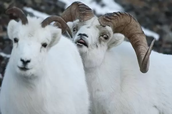 Ram (@ramhourly) on Twitter photo 