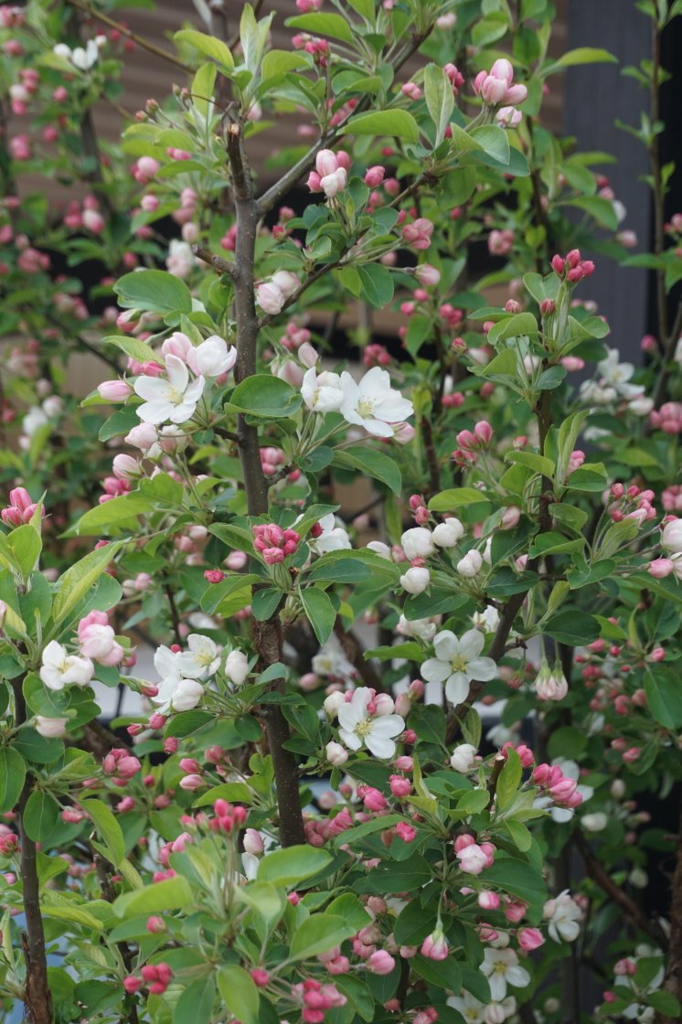しちさん バラ科リンゴ属に属する姫林檎 ヒメリンゴ は 春に白又は薄いピンクの花 を咲かせ 秋には林檎を小さくしたような可愛い実をつけます 実は食用としては向いていませんが 花と実を目で楽しむ観賞用として人気があります 花 散歩 姫林檎