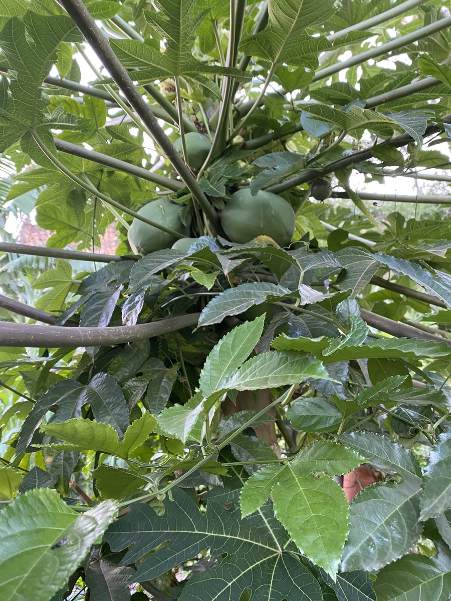 RMalango2021's tweet image. Thank you for the perfect gift @mytreeUganda members of Youth SDG Coalition 👏🏾 became part of my urban home farm started during #COVID19 lockdown #foodsecurity #ClimateAction #YouthLeadership