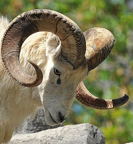 Ram (@ramhourly) on Twitter photo 