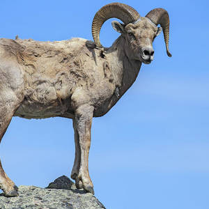 Ram (@ramhourly) on Twitter photo 