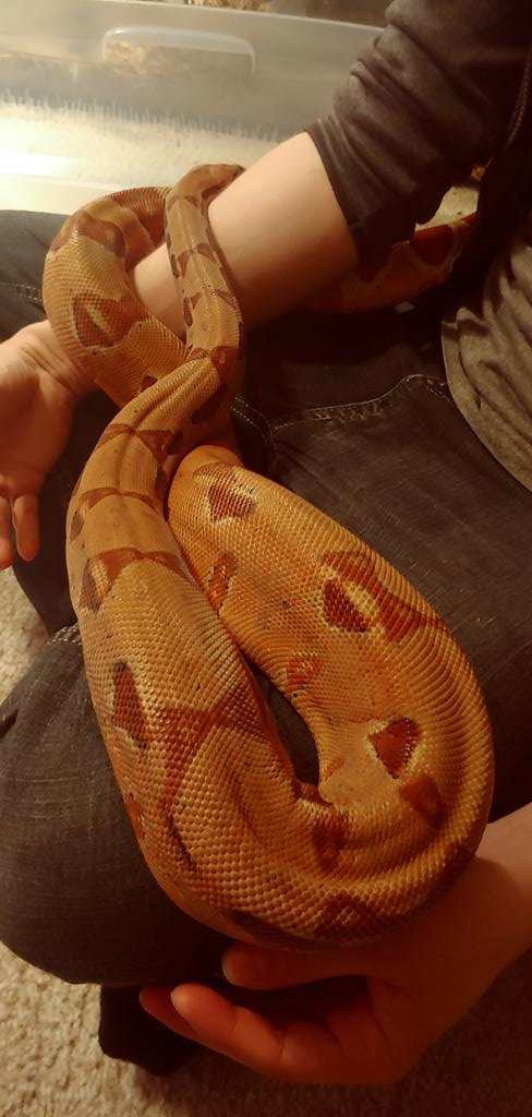 BobsAquatics's tweet photo. @MrBeast Snakes are an every day deal for me lol
#snakebreeder https://t.co/Yvpbk7v5f3