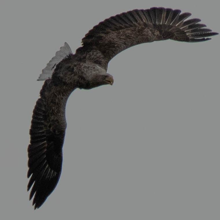 Blakecone's tweet image. #whitetailedeagle in flight #today 
#explore_wildlife
#gn_photos
#global4nature
#birdphotography
#bird_brilliance
#birds
#dichtbijgroen
#birds_matter
#nationalgeographic
#naturephotography
#birdwatching
#wildlifephotography
#mynfryskegea
#natuurmonumenten
#natuurmonumenten