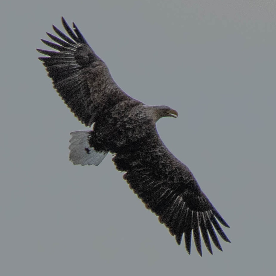 Blakecone's tweet image. #whitetailedeagle in flight #today 
#explore_wildlife
#gn_photos
#global4nature
#birdphotography
#bird_brilliance
#birds
#dichtbijgroen
#birds_matter
#nationalgeographic
#naturephotography
#birdwatching
#wildlifephotography
#mynfryskegea
#natuurmonumenten
#natuurmonumenten