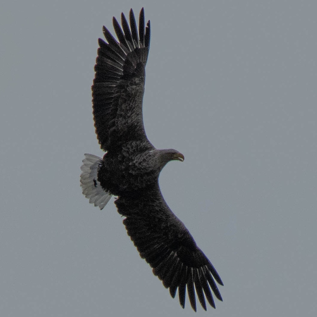 Blakecone's tweet image. #whitetailedeagle in flight #today 
#explore_wildlife
#gn_photos
#global4nature
#birdphotography
#bird_brilliance
#birds
#dichtbijgroen
#birds_matter
#nationalgeographic
#naturephotography
#birdwatching
#wildlifephotography
#mynfryskegea
#natuurmonumenten
#natuurmonumenten