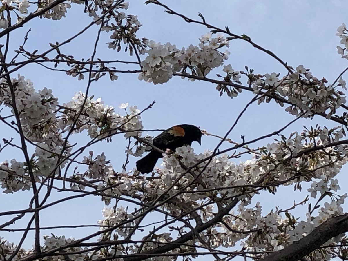 Ayuzak 今週一気に暖かくなって家の周りの木々が新緑や小花をつけたので 今朝急に思いたってベルアイル Belle Isle 車で40分程 に行きました 桜 が見頃で気持ちよく 小鳥をみたり 芝に寝転がったり楽しめました 桜は日本のようにあちこちにはないので Ayuzak 今週一気に暖かくなって家の周りの木々が新緑や小花をつけたので 今朝急に思いたってベルアイル Belle Isle 車で40分程 に行きました 桜 が見頃で気持ちよく 小鳥をみたり 芝に寝転がったり楽しめました 桜は日本のようにあちこちにはないので