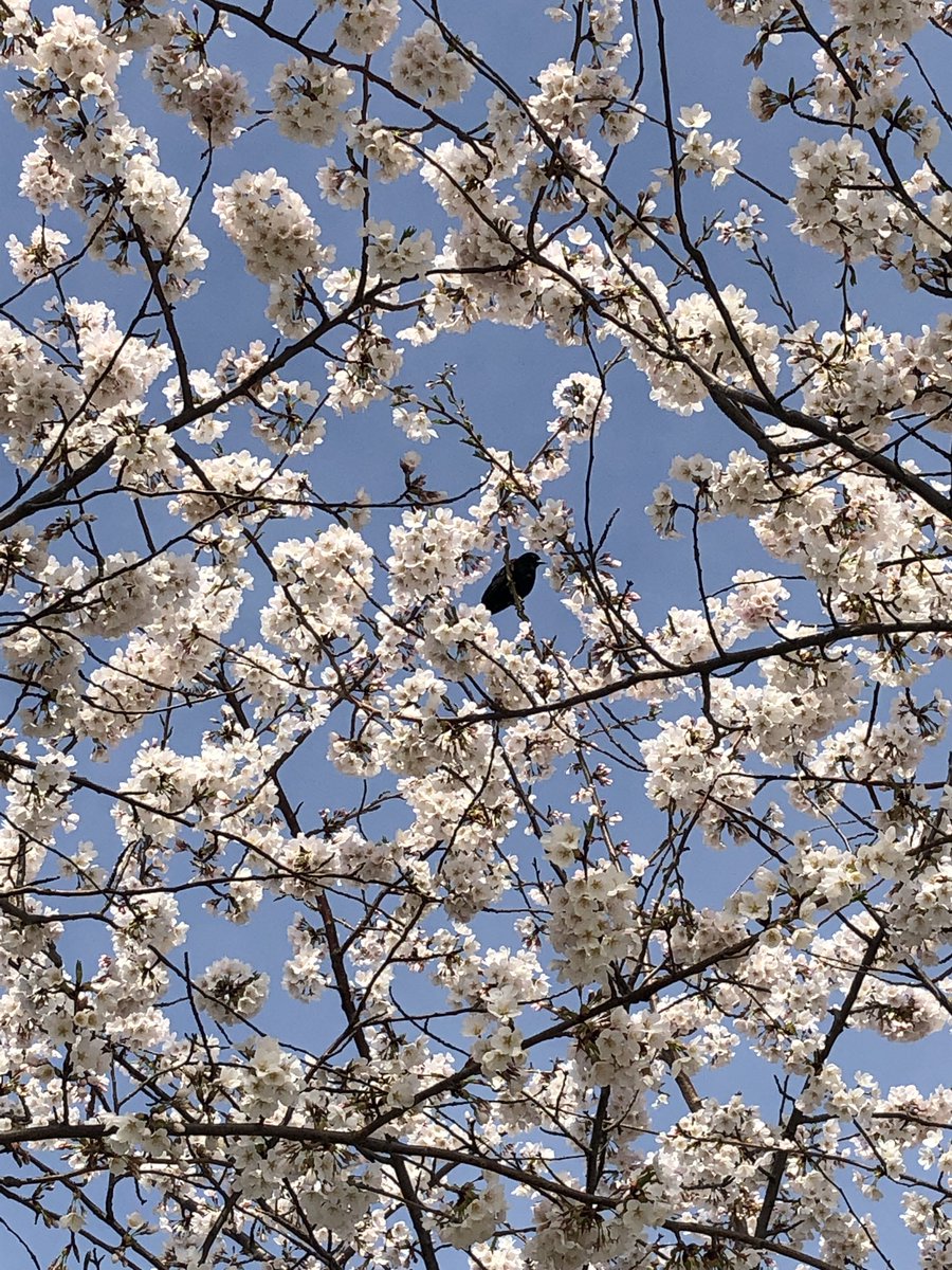 Ayuzak 今週一気に暖かくなって家の周りの木々が新緑や小花をつけたので 今朝急に思いたってベルアイル Belle Isle 車で40分程 に行きました 桜 が見頃で気持ちよく 小鳥をみたり 芝に寝転がったり楽しめました 桜は日本のようにあちこちにはないので Ayuzak 今週一気に暖かくなって家の周りの木々が新緑や小花をつけたので 今朝急に思いたってベルアイル Belle Isle 車で40分程 に行きました 桜 が見頃で気持ちよく 小鳥をみたり 芝に寝転がったり楽しめました 桜は日本のようにあちこちにはないので