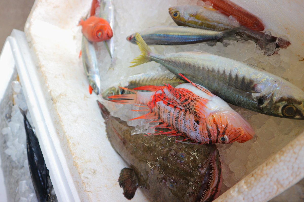 KameCo38's tweet photo. 四国一周 電チャリの旅🚲
 Day13 宍喰→室戸 48km

【浦戸屋】
面白い魚屋さんがあるとのことで立寄り💡
これは！魚たちのラインナップがすごい👀✨

運良くシュモクザメをパパラッチ📷
バイクに乗せられ去っていきます
何かシュー���だ
彼の運命は如何に

#旅行 #高知県

🎁by #NPO法人仁淀ブルー 様 https://t.co/LlsOoRYsVV