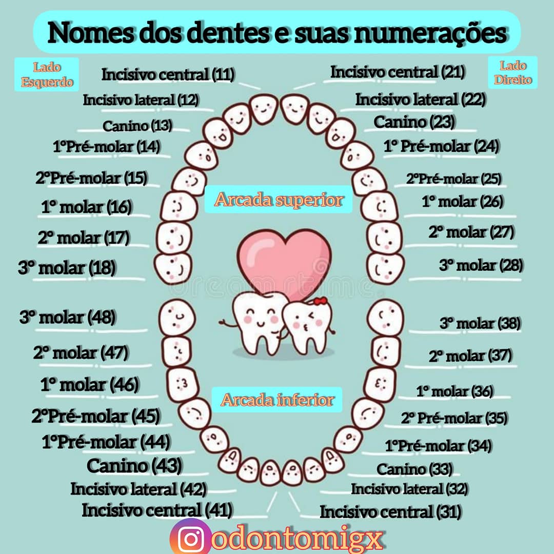odontomigx's tweet photo. Nome dos dentes e suas numerações
-
-
-
-
#odonto #odontologia #dentistica #ortodontia https://t.co/wqNqcmVnRc