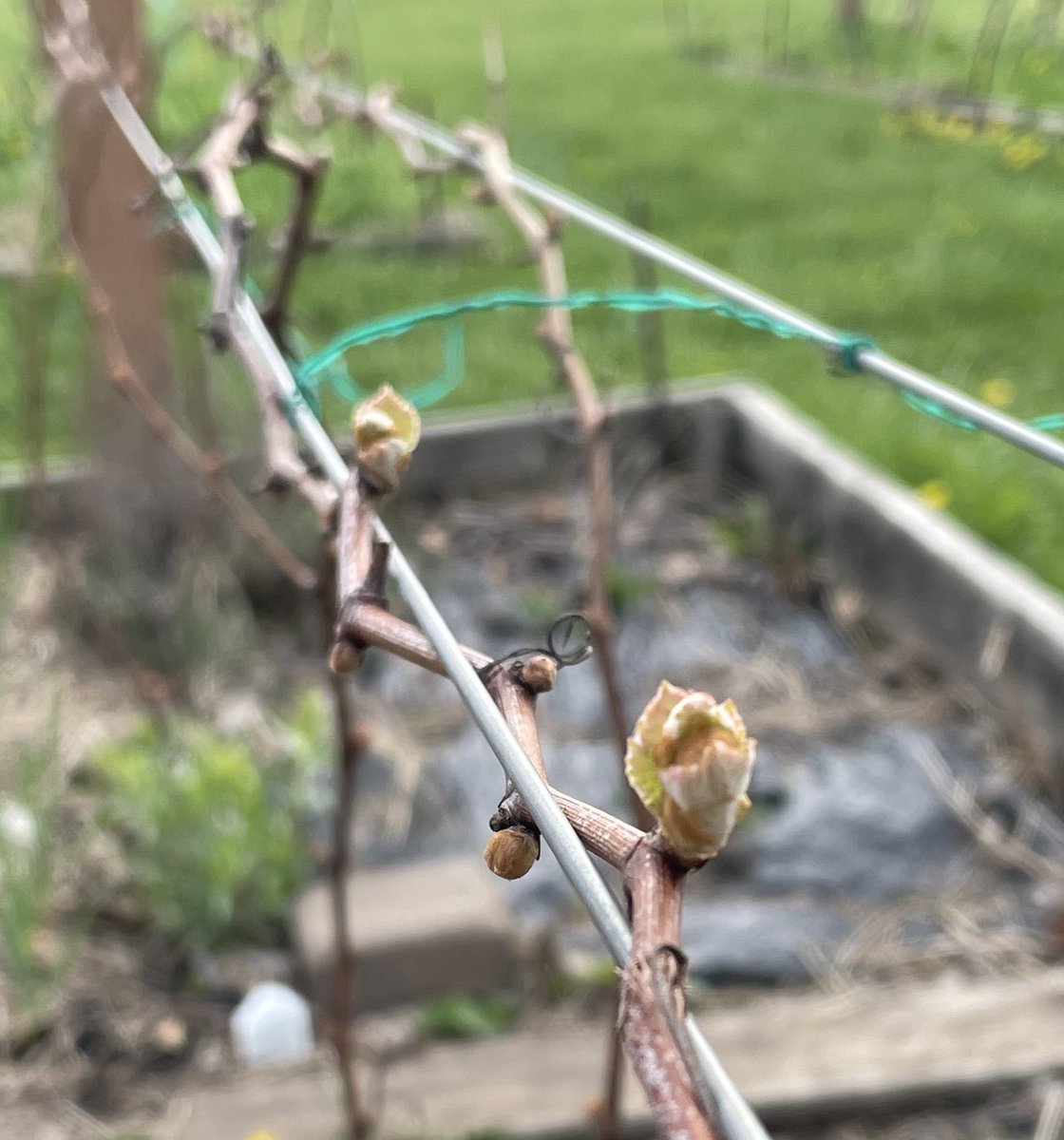 StanHernly's tweet photo. Bud break 2021! Blaufränkisch, Saperavi, Noiret, &amp; Cabernet Franc https://t.co/7LxzGQxXYw