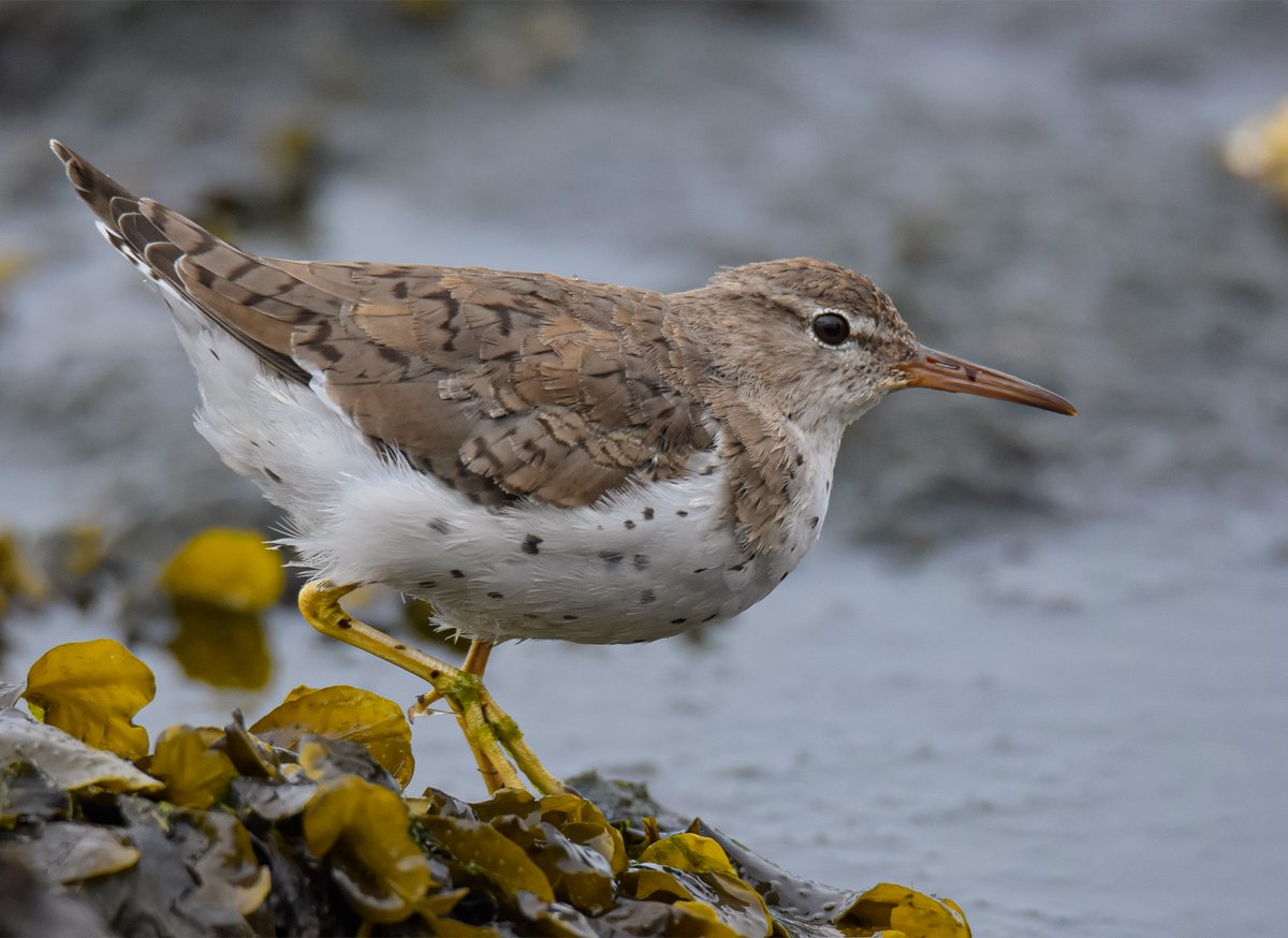 I took almost 300 photos yesterday, but I show only one more 🙂 of the Spotted sandpiper