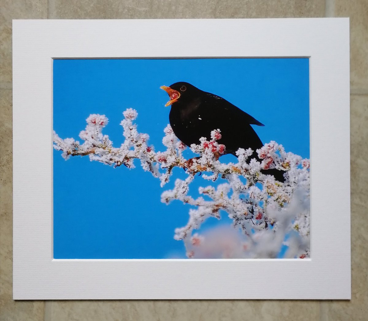 'Blackbird and frosty berries' - 10x8 mounted print.  You can buy it here; https://www.carlbovis.com/product-page/blackbird-and-frosty-berries-10x8-mounted-print 