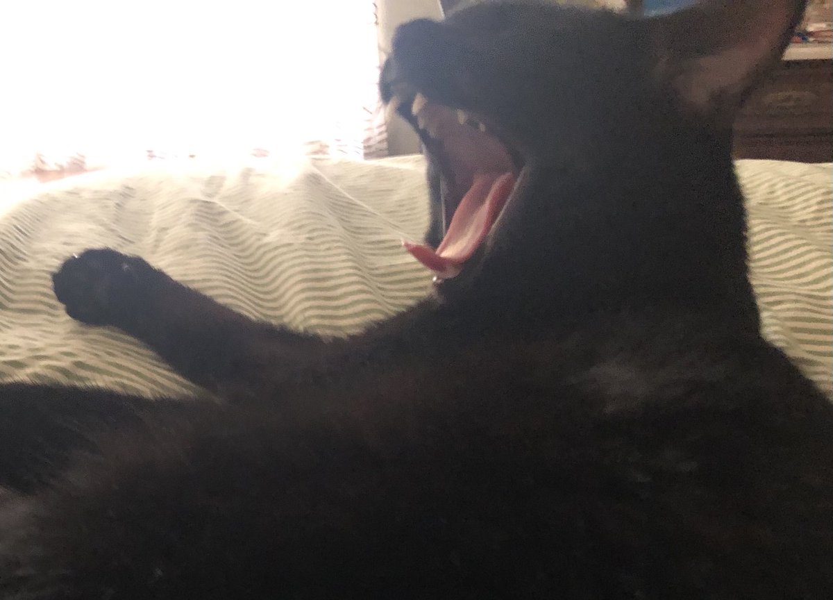 juleswoods's tweet image. TEEF #Caturday #blackcat #voidkitty