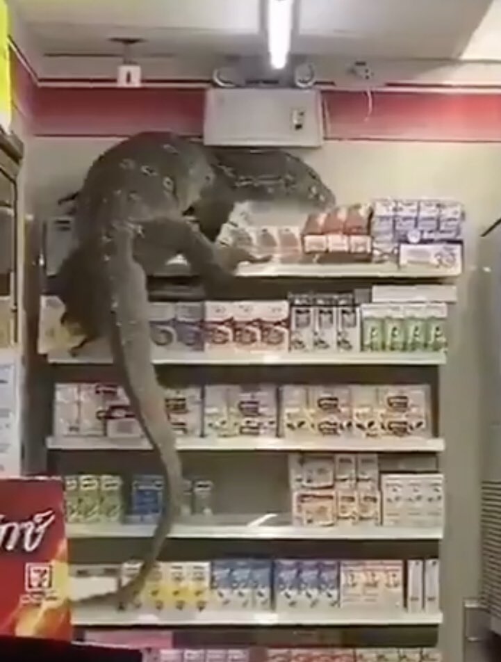 RT @rjameshitchcock: Godzilla vs. Kong but it’s just a coupla sweet boys lookin for snacks https://t.co/vAX3sttbvT