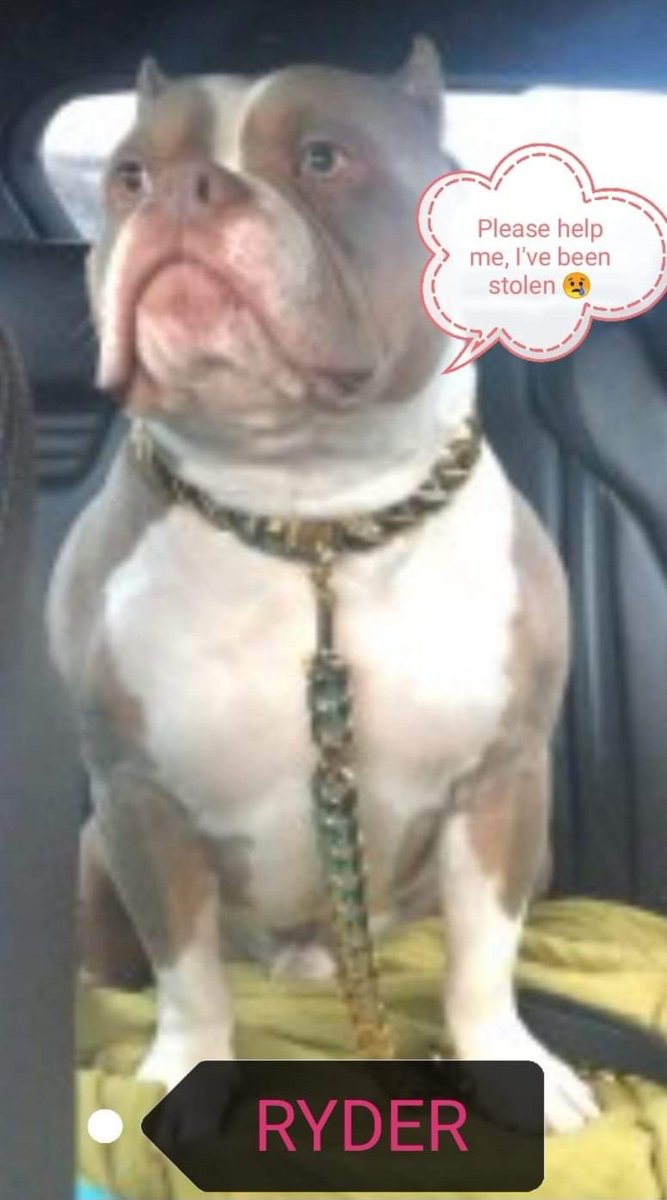 🐕URGENT SHARES NEEDED

MAKE RYDER TO HOT TO HANDLE

Ryder was taken from his garden in Heaton Chapel #Stockport #SK4 9 April.
Ryder is CHIPPED &amp; has a heartbroken family who need him home
📞07855039047, Gtr Manchester Police or Doglost with sightings/info
doglost.co.uk/dog-blog.php?d…