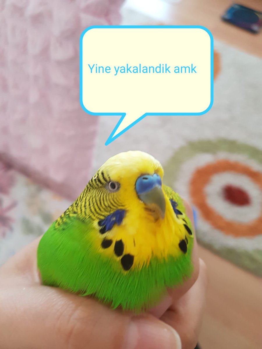 Erenztepe6's tweet photo. @Coinmatik1 Bi haftada yakanamayak  bn adiktan sonra dus https://t.co/HwWvcL5Q9j