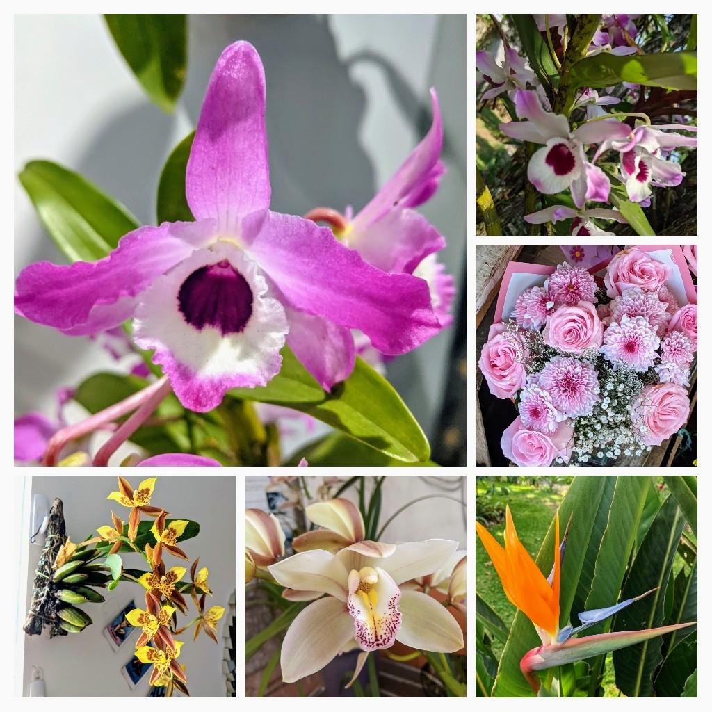 mertbirdwater57's tweet photo. #sixonsaturday
#flowers #inmexico
#GoodVibes 
#xalapa https://t.co/CqWriO4emp
